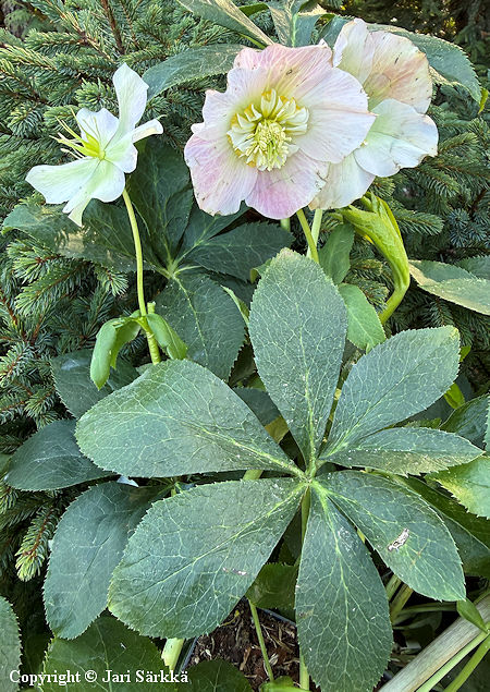Helleborus x hybridus 'Pretty Ellen Pink', tarhajouluruusu